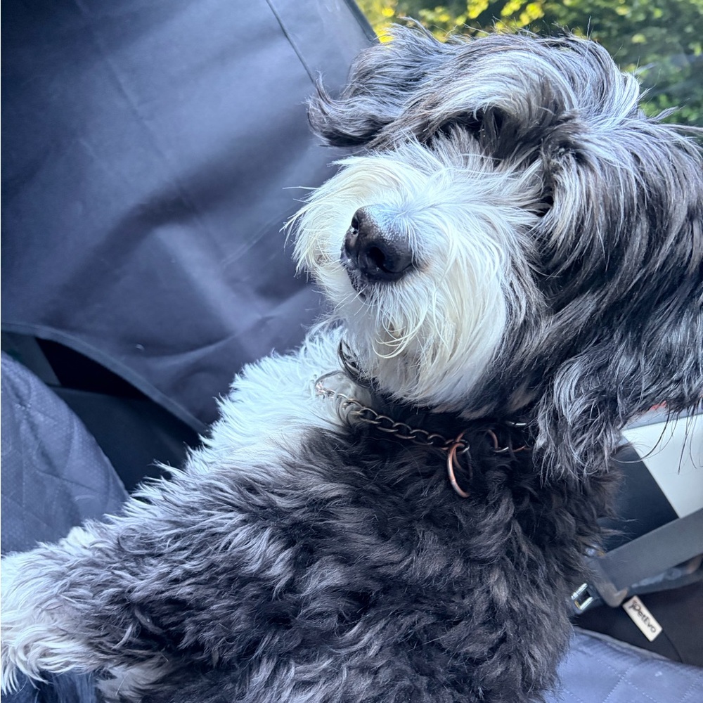 Meet your Posher, Pishy